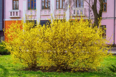 Forsythia çiçekleri. Şehir çevresini yeşillendiriyor. Seçici odaklı arkaplan