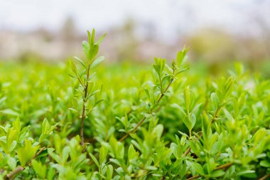 Baharın başında çalılar. Şehri yeşillendiriyor. Seçici odaklı arkaplan