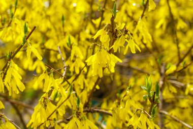 Forsythia çiçekleri. Şehir çevresini yeşillendiriyor. Seçici odaklı arkaplan