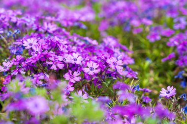 Çiçek tarlasında çiçekler Phlox subulate. Şehir çevresini yeşillendiriyor. Seçici odak ve kopyalama alanı olan arkaplan