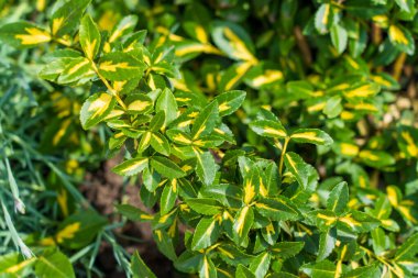 Şehrin peyzajında öonymus. Şehir ortamında güzel çiçek yatakları. Seçici odak ve kopyalama alanı olan arkaplan