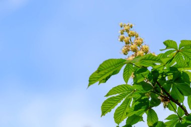Kestane ağacında çiçekler. Şehir çevresini yeşillendiriyor. Seçici odaklı arkaplan