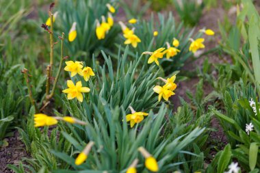 Çiçekler çiçek tarhında, Narcissus. Şehir çevresini yeşillendiriyor. Seçici odaklı arkaplan