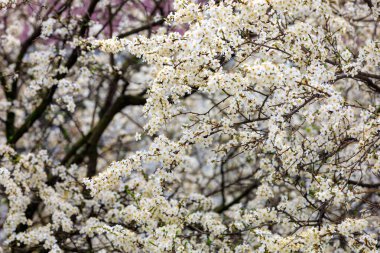 Baharın başlarında çiçek açan ağaçların arka planı. Bahar arkaplanı