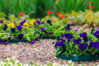 Çiçekler çiçek tarhında, Petunia. Şehir çevresini yeşillendiriyor. Seçici odaklı arkaplan