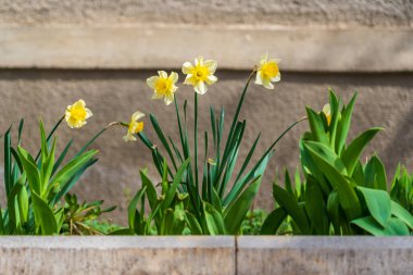 Çiçekler çiçek tarhında, Narcissus. Şehir çevresini yeşillendiriyor. Seçici odaklı arkaplan