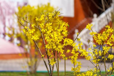 Forsythia çiçekleri. Şehir çevresini yeşillendiriyor. Seçici odaklı arkaplan