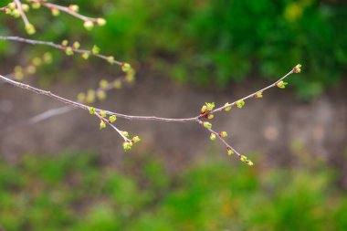 Tomurcuklar baharın başlarında ağaçta açılır. Seçici odak ve kopyalama alanı olan arkaplan