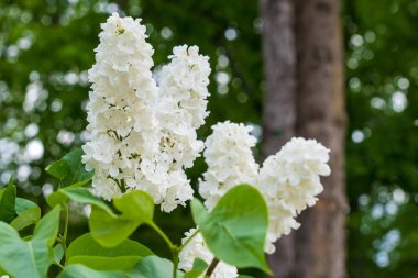 Çiçekli leylak. Çiçekler yakın plan. Seçici odaklı arkaplan