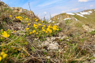 Baharın başlarında dağlarda kır çiçekleri. Seçici odaklı arkaplan
