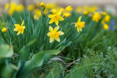 Çiçekler çiçek tarhında, Narcissus. Şehir çevresini yeşillendiriyor. Seçici odaklı arkaplan