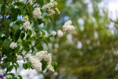 Çiçekli leylak. Çiçekler yakın plan. Seçici odaklı arkaplan