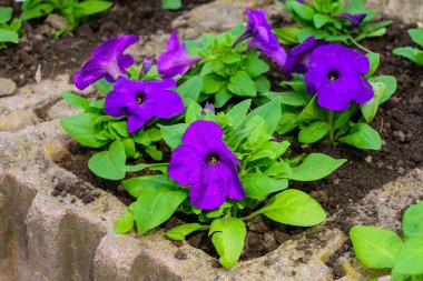 Çiçekler çiçek tarhında, Petunia. Şehir çevresini yeşillendiriyor. Seçici odaklı arkaplan