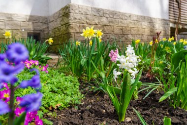 Çiçek tarlasında sümbüller. Şehir çevresini yeşillendiriyor. Seçici odak ve kopyalama alanı olan arkaplan