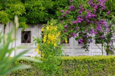 Bobovnik ağacında çiçekler ya da altın yağmurda. Şehir çevresini yeşillendiriyor. Seçici odak ve kopyalama alanı olan arkaplan