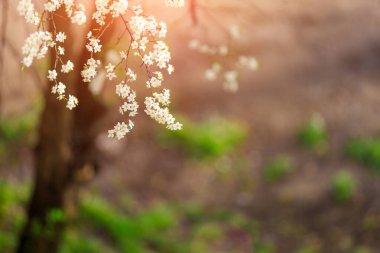 Çiçek açan meyve ağaçlarının dalları seçici odaklı, tonlanmış. Bahar arkaplanı