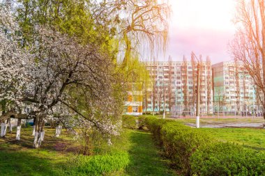 İlkbaharda seçici odaklı kentsel bir ortamda çiçek açan meyve ağaçları. Bahar arkaplanı