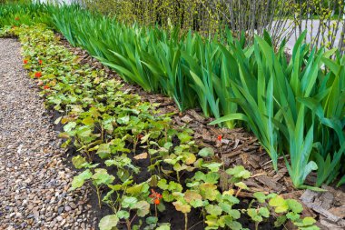 Çiçek tarhında sap. Şehir çevresini yeşillendiriyor. Seçici odaklı arkaplan