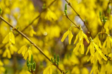 Forsythia çiçekleri. Şehir çevresini yeşillendiriyor. Seçici odaklı arkaplan