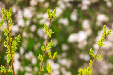 İlkbaharın başında bir bitki ya da ağacın filizleri. Seçici odaklı arkaplan
