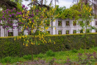 Bobovnik ağacında çiçekler ya da altın yağmurda. Şehir çevresini yeşillendiriyor. Seçici odak ve kopyalama alanı olan arkaplan