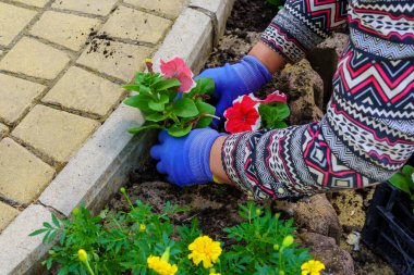 Kentsel çiçek yataklarında çiçek fideleri. Şehrin bahçe işleri için petunya fidanları. Seçici odak ve kopyalama alanı olan arkaplan