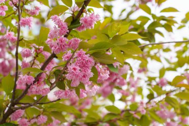 Baharın başlarında Sakura ağacı çiçekleri. Kiraz ve erik ağaçlarının çiçek açma mevsimi. Seçici odak ve kopyalama alanı olan arkaplan