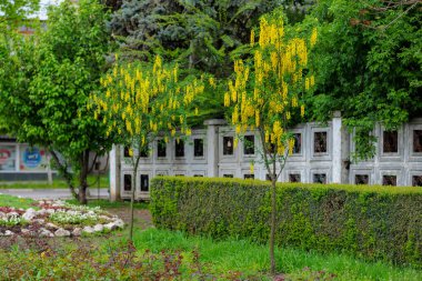 Bobovnik ağacında çiçekler ya da altın yağmurda. Şehir çevresini yeşillendiriyor. Seçici odak ve kopyalama alanı olan arkaplan
