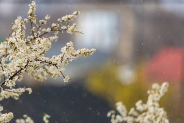 Yağmur ve çiçek açan ağaçlar seçici odaklı, uyumlu. Bahar arkaplanı