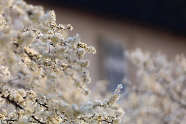 Baharın başlarında çiçek açan ağaçların arka planı. Bahar arkaplanı