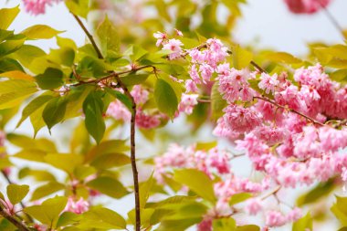 Baharın başlarında Sakura ağacı çiçekleri. Kiraz ve erik ağaçlarının çiçek açma mevsimi. Seçici odak ve kopyalama alanı olan arkaplan