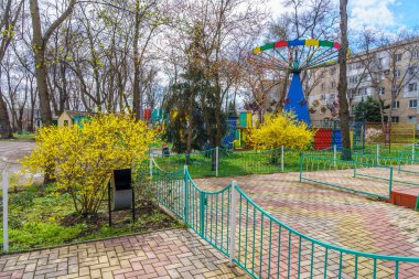 Forsythia çiçekleri. Şehir çevresini yeşillendiriyor. Seçici odaklı arkaplan