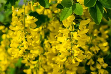 Bobovnik ağacında çiçekler ya da altın yağmurda. Şehir çevresini yeşillendiriyor. Seçici odak ve kopyalama alanı olan arkaplan
