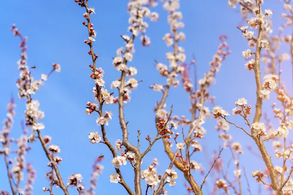 Kvistar Blommande Fruktträd Med Selektivt Fokus Tonade Vårens Bakgrund — Stockfoto