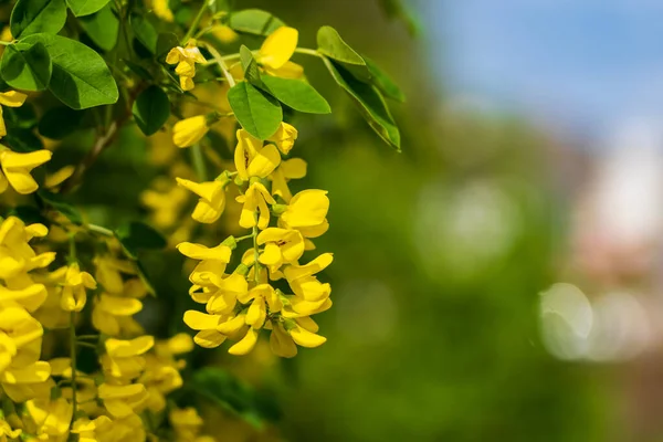 Bloemen Boom Bobovnik Gouden Regen Het Stedelijk Milieu Groener Maken — Stockfoto