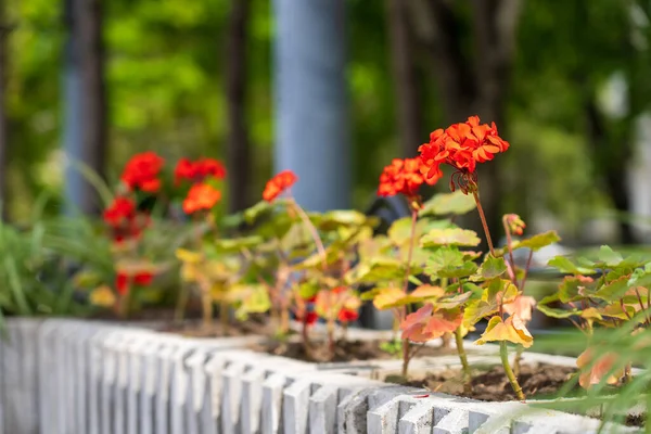 Flowers Flowerbed Geranium Greening Urban Environment Background Selective Focus Copy — Stock Photo, Image