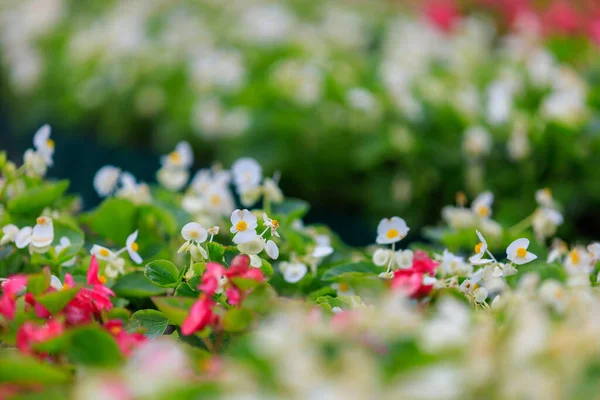 Flores Cama Begonia Ecologización Del Medio Ambiente Urbano Fondo Con — Foto de Stock