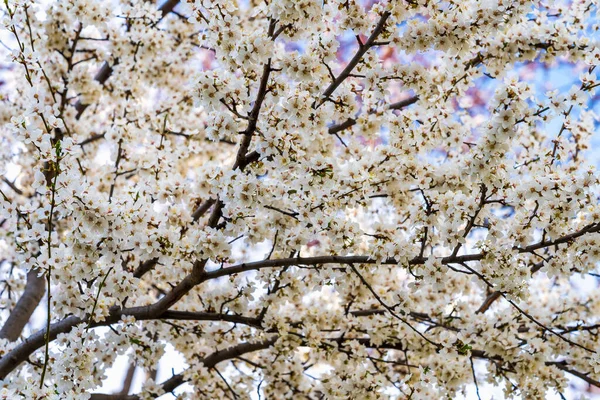 Hintergrund Der Blühenden Bäume Zeitigen Frühling Frühlingshintergrund — Stockfoto