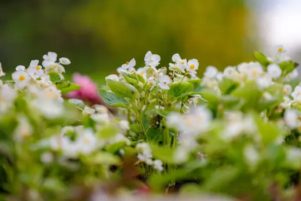 Flores Cama Begonia Ecologización Del Medio Ambiente Urbano Fondo Con — Foto de Stock
