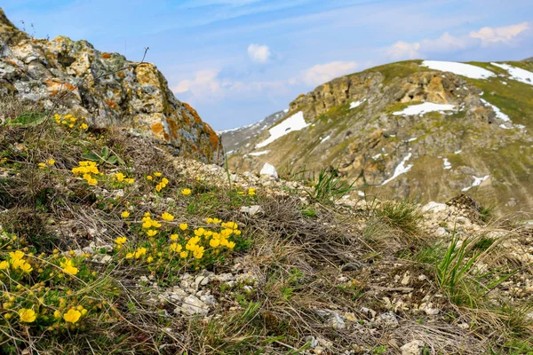 Dzikie Kwiaty Górach Wczesną Wiosną Kontekst Ukierunkowaniem Selektywnym — Zdjęcie stockowe