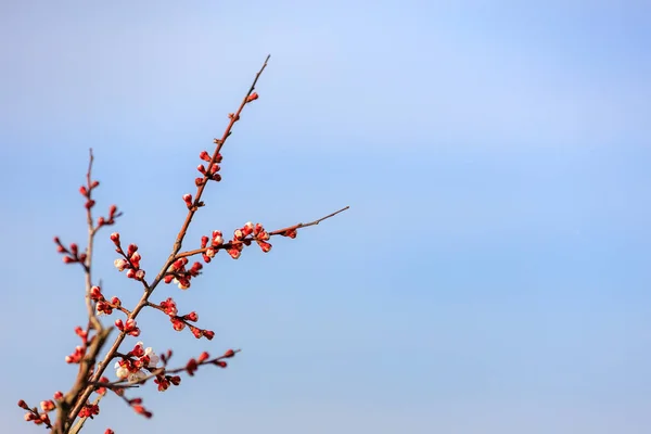 Små Blommor Tidigt Våren Ett Fruktträd Med Selektivt Fokus Vårens — Stockfoto