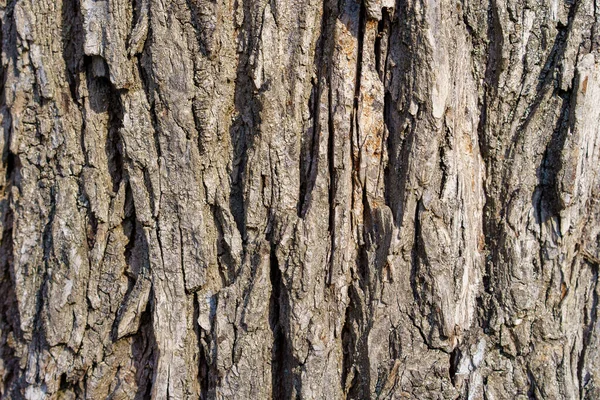 树皮有质感的背景 有粗糙的 特写的植物茎 — 图库照片