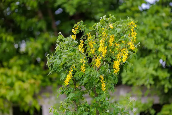 木の上で花 ボブニク または 黄金の雨 都市環境を緑化する 選択的なフォーカスとコピースペースの背景 — ストック写真
