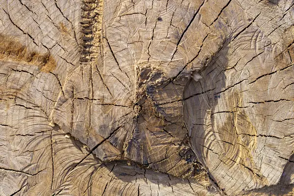 Riss Baumstamm Nahaufnahme Mit Strukturiertem Holz Und Boden Hintergrund — Stockfoto