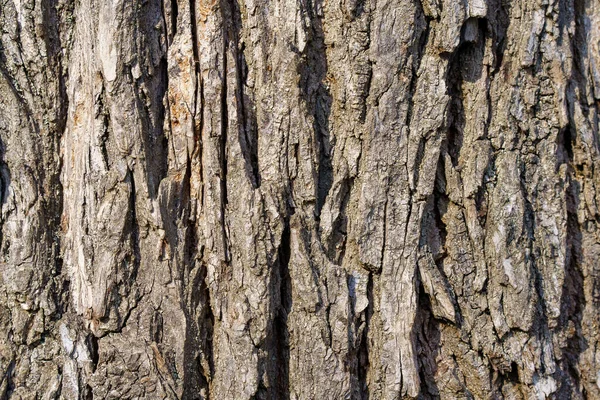 Baumrinde Strukturiert Hintergrund Mit Rauen Nahaufnahme Pflanzenstamm — Stockfoto