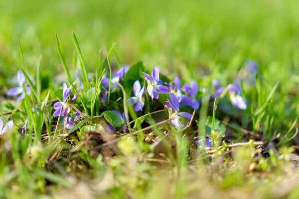 Wild wildflowers in a meadow in early spring. Background with selective focus