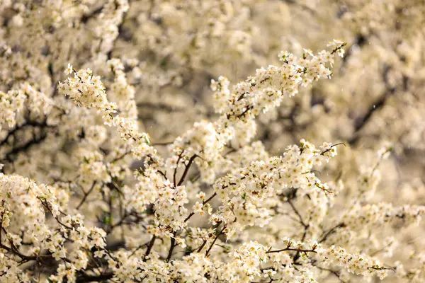 Fondo Árboles Con Flores Principios Primavera Fondo Primavera —  Fotos de Stock