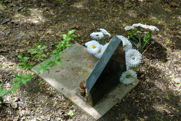 Tomba Nel Cimitero Degli Animali Domestici Con Lastra Commemorativa Pietra — Foto Stock