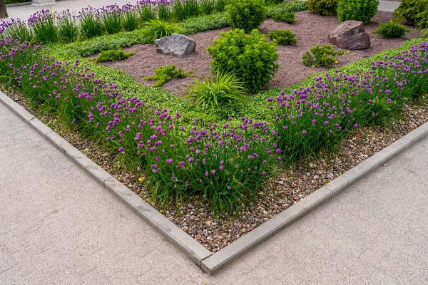 花壇に咲いたオニオンラダオダの花 都市環境を緑化する 選択的なフォーカスとコピースペースの背景 — ストック写真