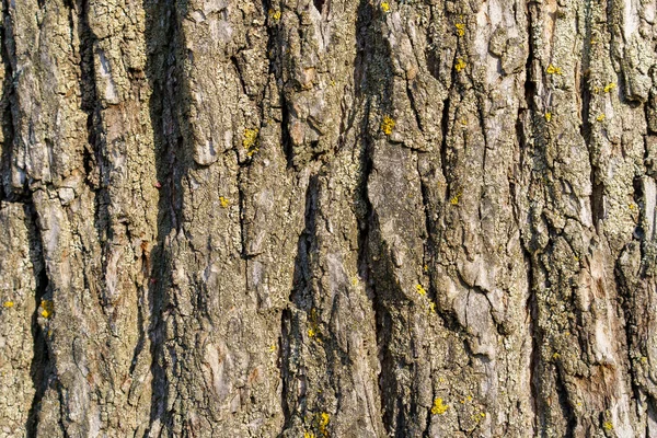 Baumrinde Strukturiert Hintergrund Mit Rauen Nahaufnahme Pflanzenstamm — Stockfoto